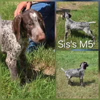 Sis's M5, a male German Shorthaired Pointer for sale in San Angelo, TX – Photo 2 of 3