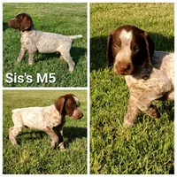 Sis's M5, a male German Shorthaired Pointer for sale in San Angelo, TX – Photo 3 of 3