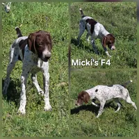 Micki's F4, a female German Shorthaired Pointer for sale in San Angelo, TX – Photo 1 of 3