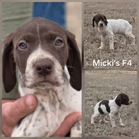 Micki's F4, a female German Shorthaired Pointer for sale in San Angelo, TX – Photo 3 of 3