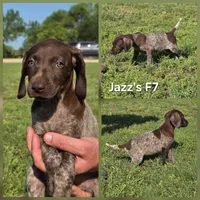 Jazz's F7, a female German Shorthaired Pointer for sale in San Angelo, TX – 2 of 2