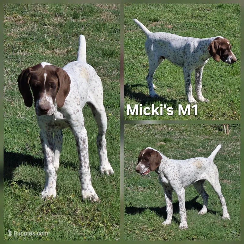 Micki's M1 – German Shorthaired Pointer puppy for sale in San Angelo, TX