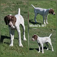 Micki's M1, a male German Shorthaired Pointer for sale in San Angelo, TX – Photo 1 of 3