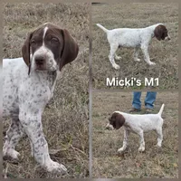 Micki's M1, a male German Shorthaired Pointer for sale in San Angelo, TX – Photo 3 of 3