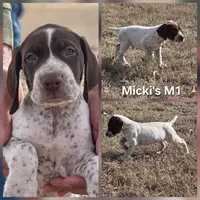 Micki's M1, a male German Shorthaired Pointer for sale in San Angelo, TX – Photo 2 of 3