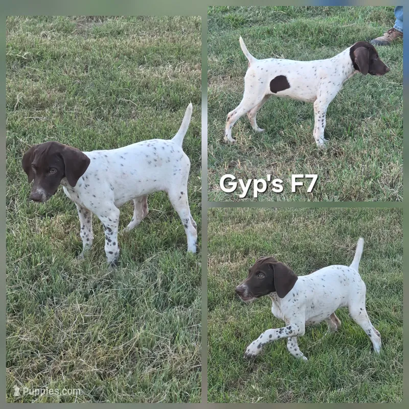 Gyp's F7 – German Shorthaired Pointer puppy for sale in San Angelo, TX