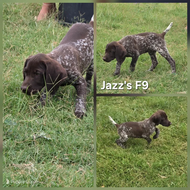 Jazz's F9 – German Shorthaired Pointer puppy for sale in San Angelo, TX