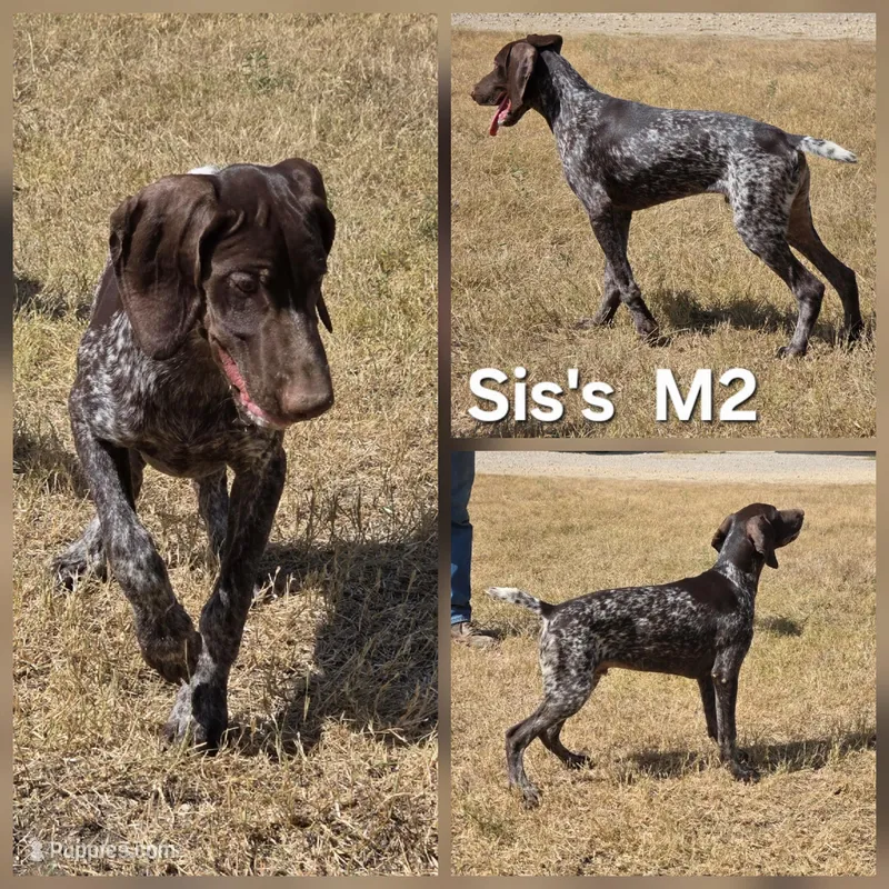 Sis's M2, a male German Shorthaired Pointer for sale in San Angelo, TX – Photo 1 of 3
