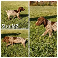 Sis's M2, a male German Shorthaired Pointer for sale in San Angelo, TX – Photo 3 of 3
