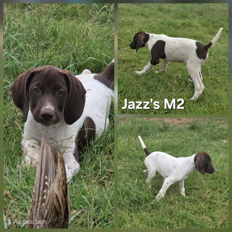 Jazz's M2 – German Shorthaired Pointer puppy for sale in San Angelo, TX