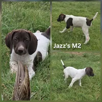 Jazz's M2, a male German Shorthaired Pointer for sale in San Angelo, TX – 1 of 2