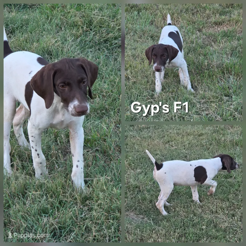 Gyp's F1 – German Shorthaired Pointer puppy for sale in San Angelo, TX