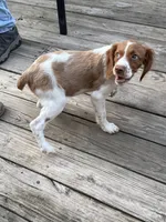 Rosa, a female Brittany for sale in Hamlin, NY – 2 of 3