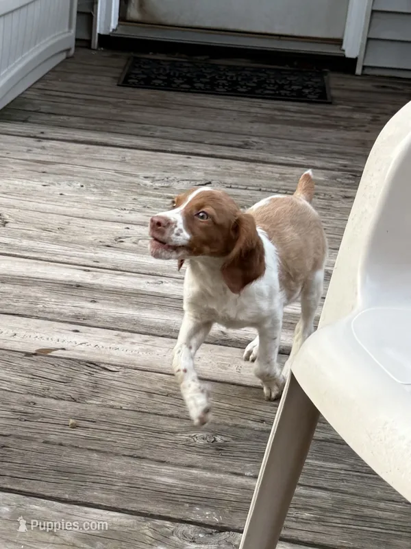 Rosa – Brittany puppy for sale in Hamlin, NY