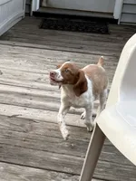Rosa, a female Brittany for sale in Hamlin, NY – 1 of 3