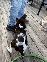 Claire , a female Brittany for sale in Hamlin, NY – 4 of 4