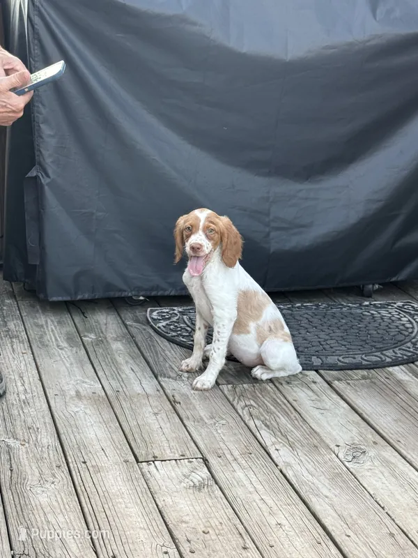 Brit – Brittany puppy for sale in Hamlin, NY