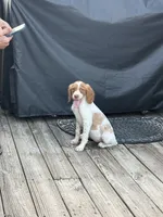 Brit, a female Brittany for sale in Hamlin, NY – 1 of 3