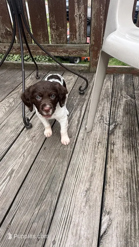 Claire  – Brittany puppy for sale in Hamlin, NY