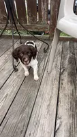 Claire , a female Brittany for sale in Hamlin, NY – 1 of 4