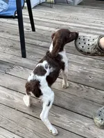 Claire , a female Brittany for sale in Hamlin, NY – 3 of 4
