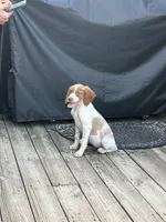 Brit, a female Brittany for sale in Hamlin, NY – 2 of 3