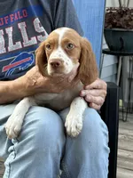 Brit, a female Brittany for sale in Hamlin, NY – 3 of 3