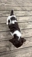 Claire , a female Brittany for sale in Hamlin, NY – 2 of 4