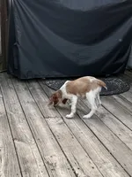 Rosa, a female Brittany for sale in Hamlin, NY – 3 of 3
