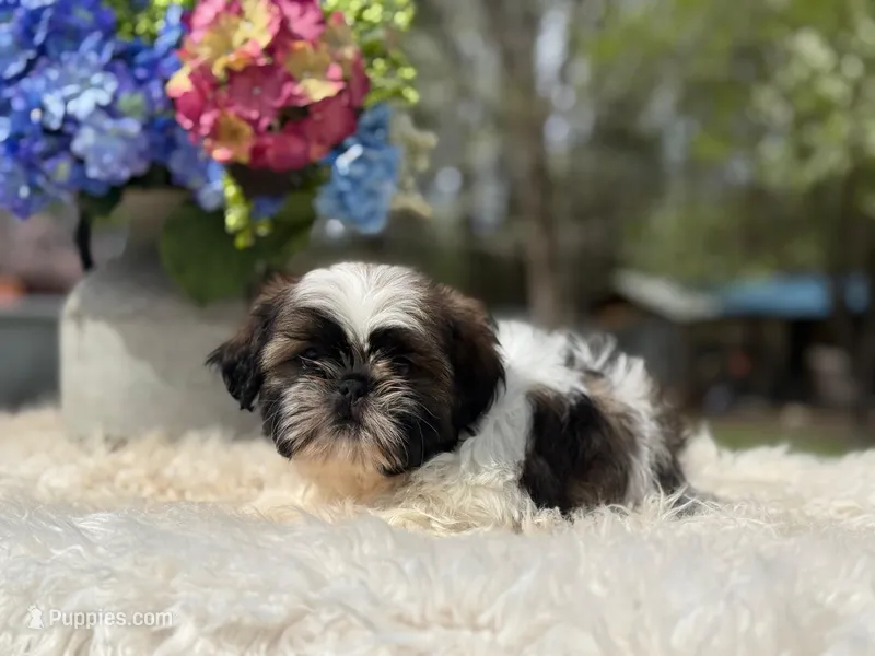 Dexter – Shih Tzu puppy for sale in Virginia Beach, VA