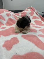 Dexter, a male Shih Tzu for sale in Virginia Beach, VA – Photo 1 of 3