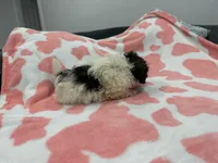 Dexter, a male Shih Tzu for sale in Virginia Beach, VA – Photo 2 of 3