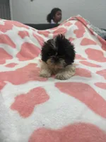 Dexter, a male Shih Tzu for sale in Virginia Beach, VA – Photo 3 of 3