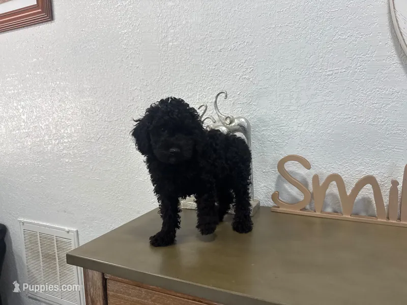 Rocko  – Poodle - Toy  puppy for sale in Virginia Beach, VA