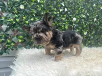 Grogu, a male French Bulldog for sale in Virginia Beach, VA – 2 of 3