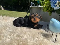 Mariana, a female Yorkshire Terrier for sale in Virginia Beach, VA – 4 of 5