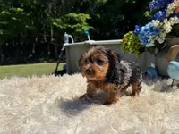 Luna, a female Yorkshire Terrier for sale in Virginia Beach, VA – 3 of 6