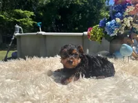 Ricky, a male Yorkshire Terrier for sale in Virginia Beach, VA – 4 of 5