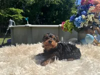Ricky, a male Yorkshire Terrier for sale in Virginia Beach, VA – 2 of 5