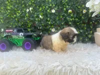 Milo, a male Shih Tzu for sale in Virginia Beach, VA – 4 of 5