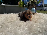 Luna, a female Yorkshire Terrier for sale in Virginia Beach, VA – 2 of 6