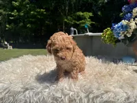 Rocko , a male Poodle - Standard  for sale in Virginia Beach, VA – 3 of 5