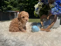 Rocko , a male Poodle - Standard  for sale in Virginia Beach, VA – 2 of 5