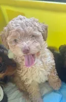Rocko , a male Poodle - Standard  for sale in Virginia Beach, VA – 5 of 5