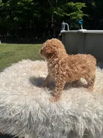 Rocko , a male Poodle - Standard  for sale in Virginia Beach, VA – 4 of 5