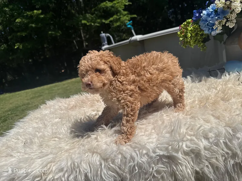 Rocko  – Poodle - Standard  puppy for sale in Virginia Beach, VA