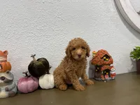Mira, a female Poodle - Toy  for sale in Virginia Beach, VA – 2 of 4