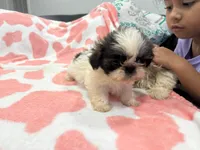 Luna, a female Shih Tzu for sale in Virginia Beach, VA – Photo 1 of 3