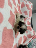 Luna, a female Shih Tzu for sale in Virginia Beach, VA – Photo 2 of 3