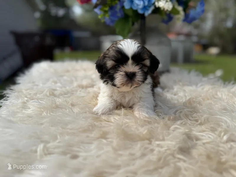 Luna – Shih Tzu puppy for sale in Virginia Beach, VA